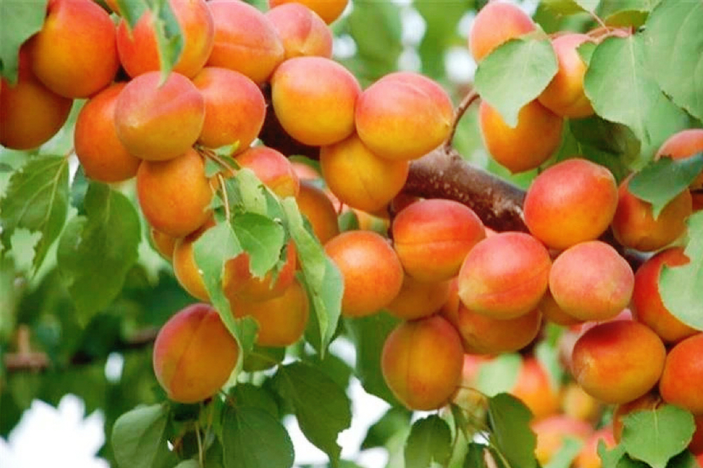 041751609400110418.jpg 16d5fe3328af01e2a019c870a87a546.jpg