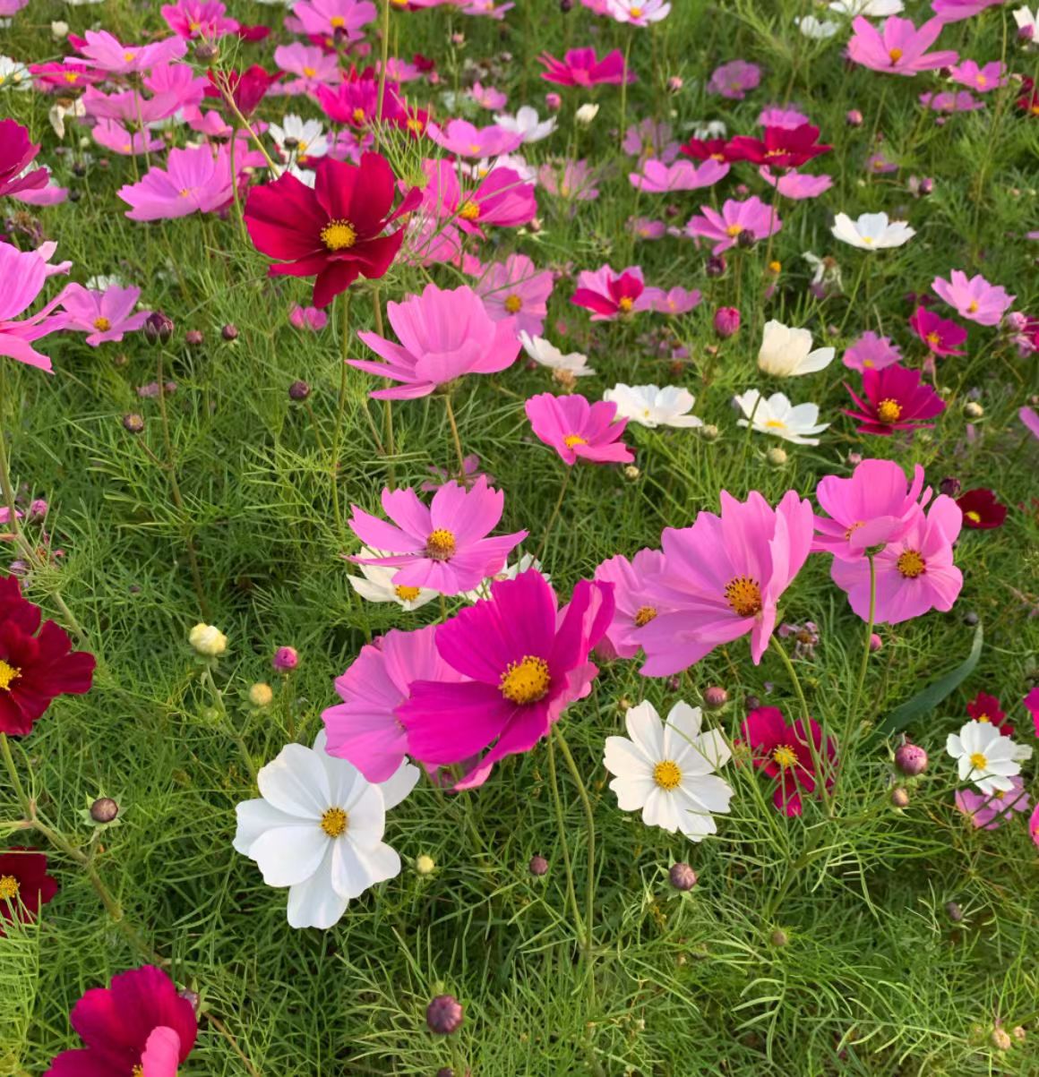 231753232566729893.jpg e6d5c4fd745f64e100c7aadee80e0ea.jpg